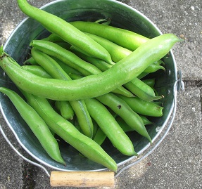 Voedwel, natuurlijk voedingsadvies, tuinbonen